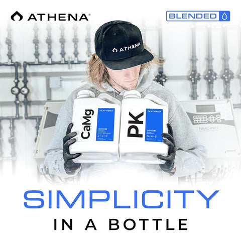 Athena en sistema hidropónico demostrando beneficio en cultivos sanos