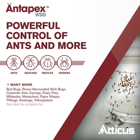 Atticus Antapex WSG polvo en primer plano mostrando textura fácil de disolver