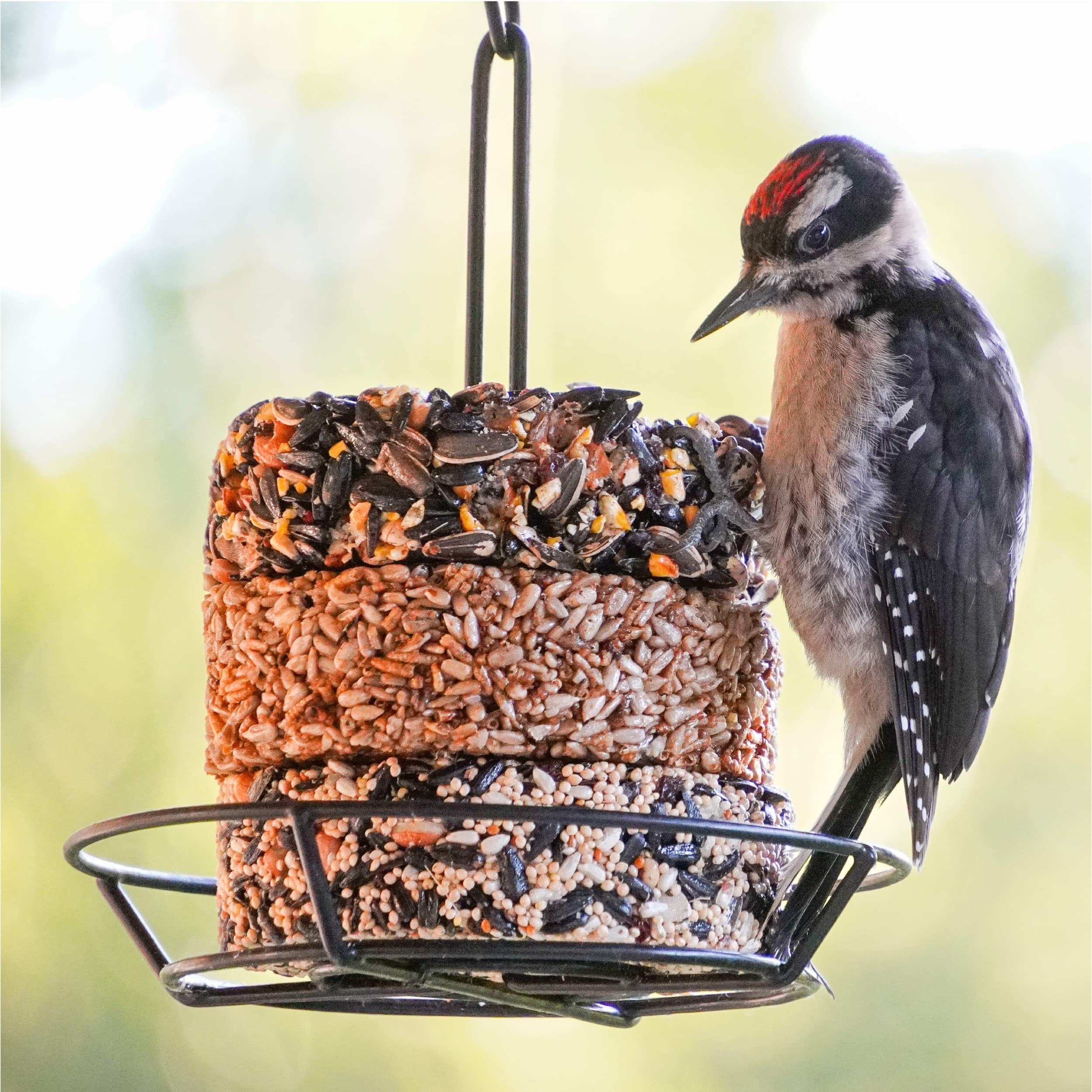 Audubon Park torta en mano para comparar tamaño y facilitar colocación