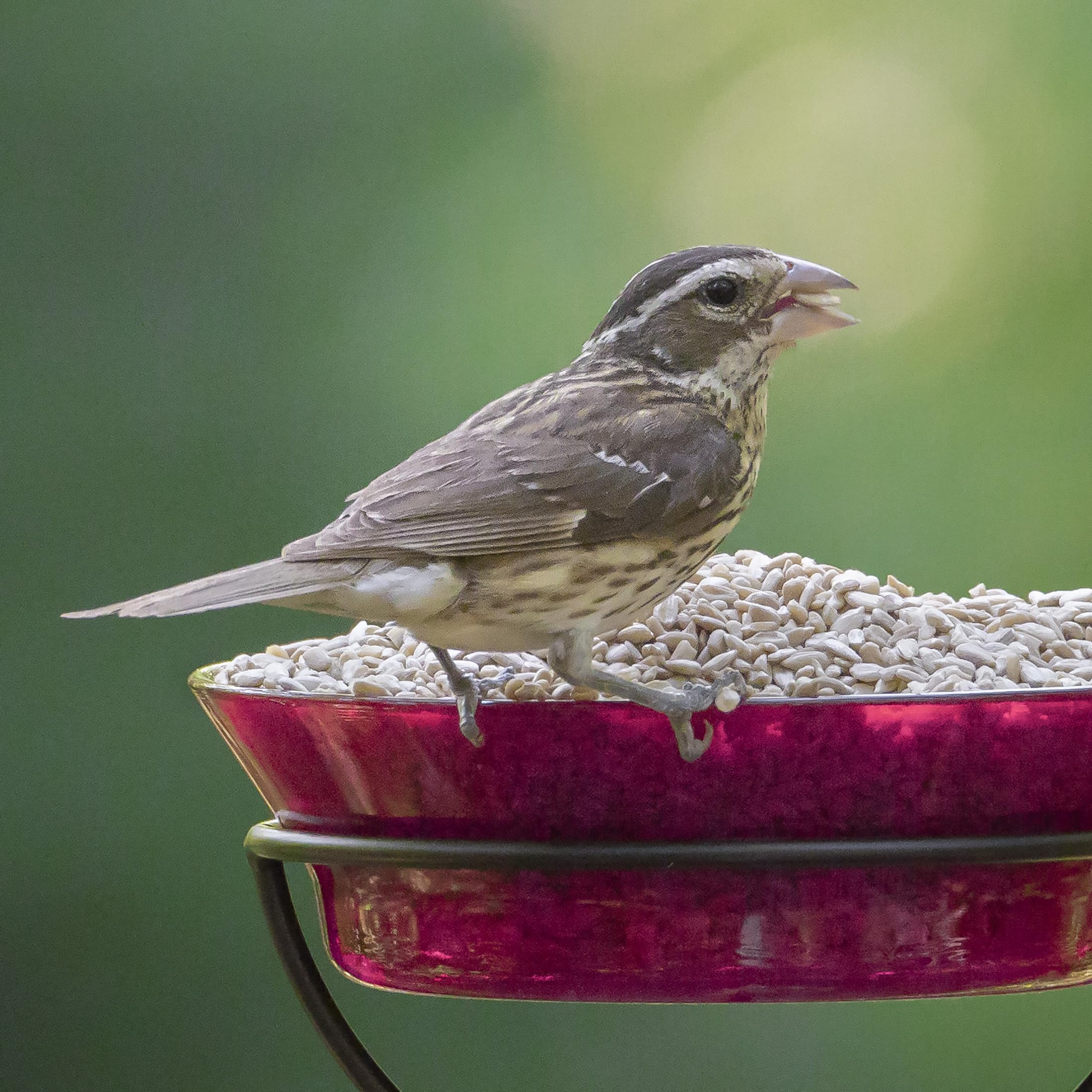 Audubon Park etiqueta con información nutricional visible y práctica