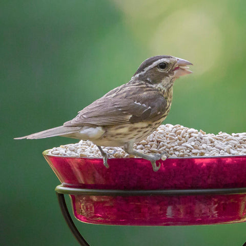 Audubon Park etiqueta con información nutricional visible y práctica