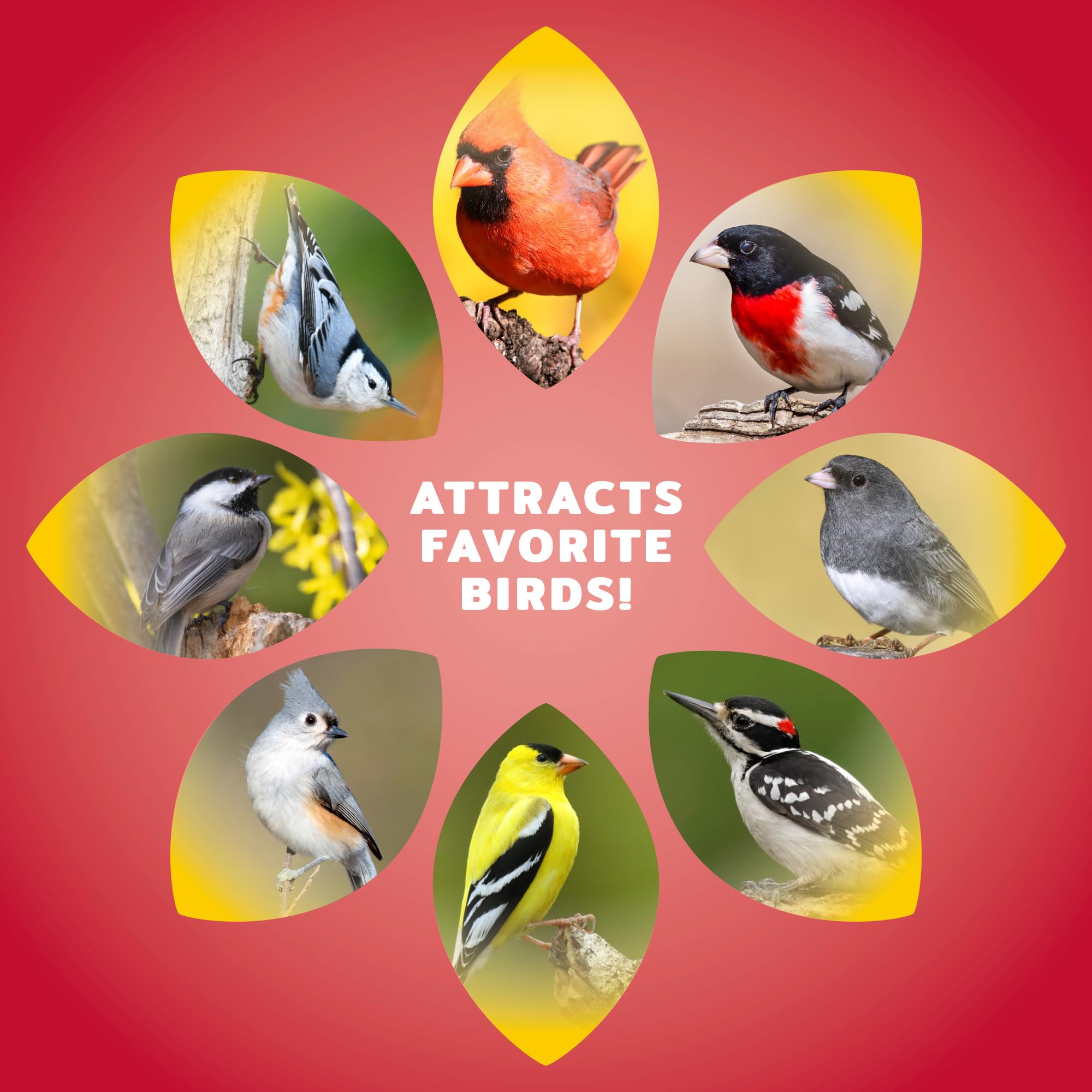 Audubon Park semillas de cártamo sin cáscara que disuaden ardillas y atraen cardenales