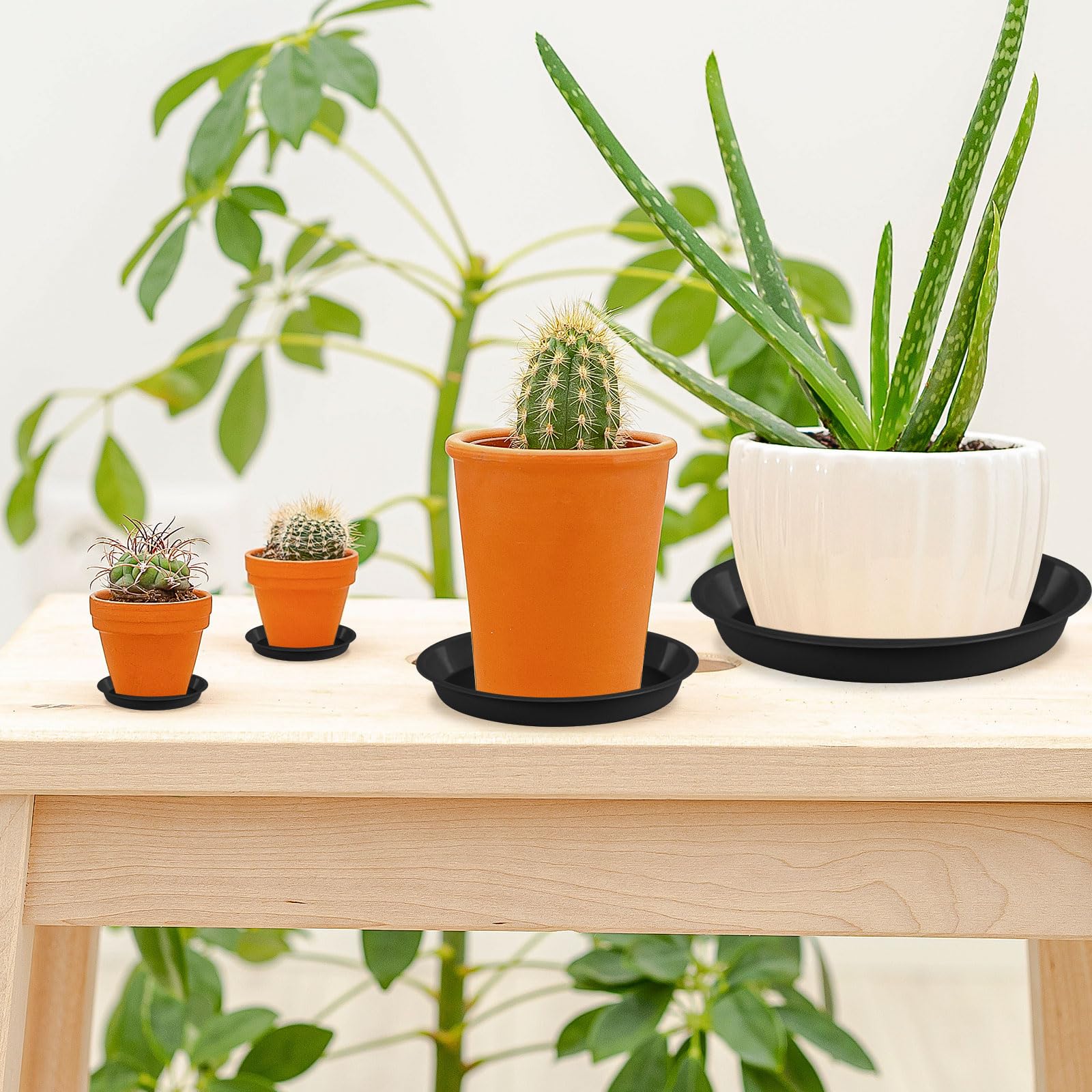 Augshy plato decorado con piedras mejorando la estética de la planta