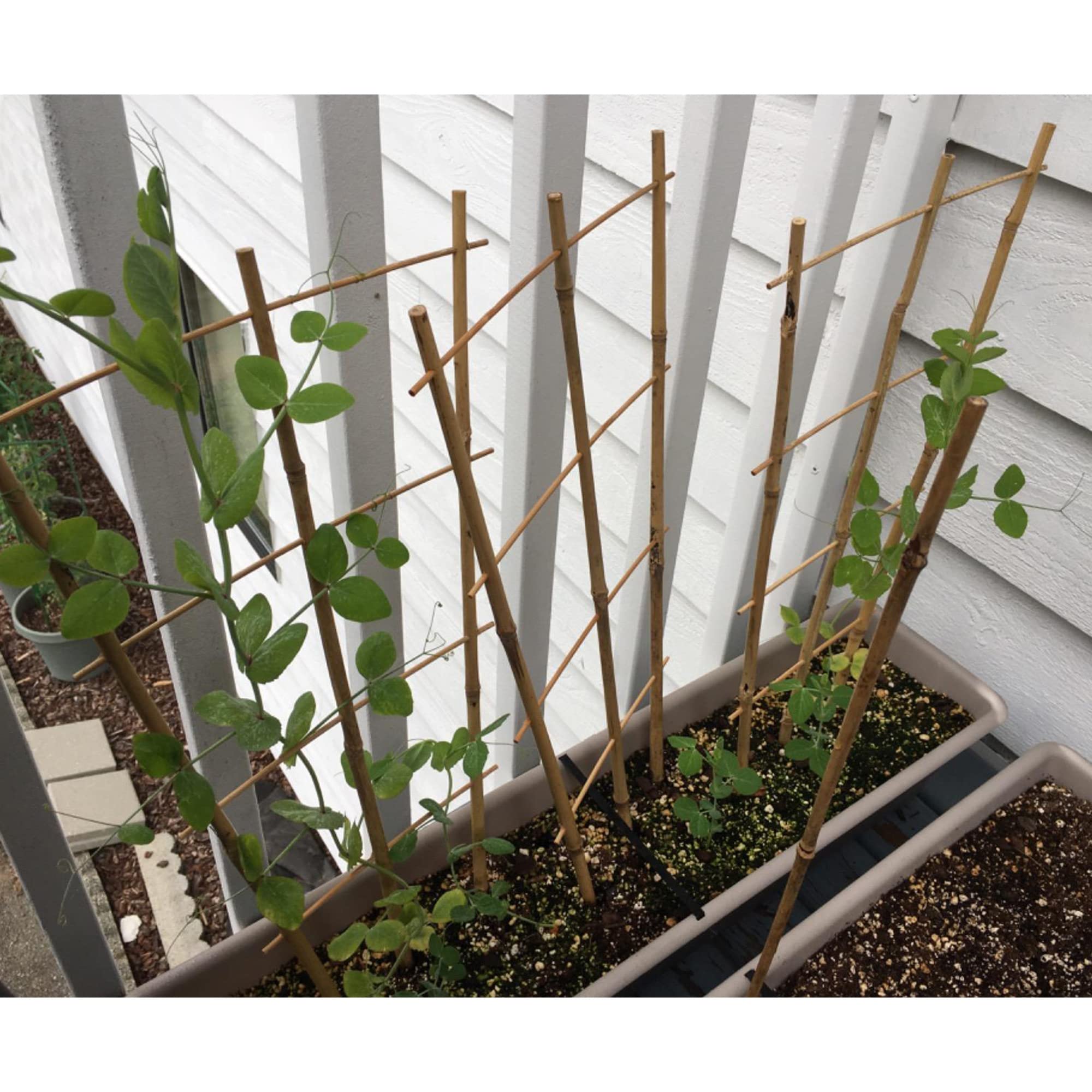 Avalution trellis en balcón creando decoración vertical y ahorro de espacio