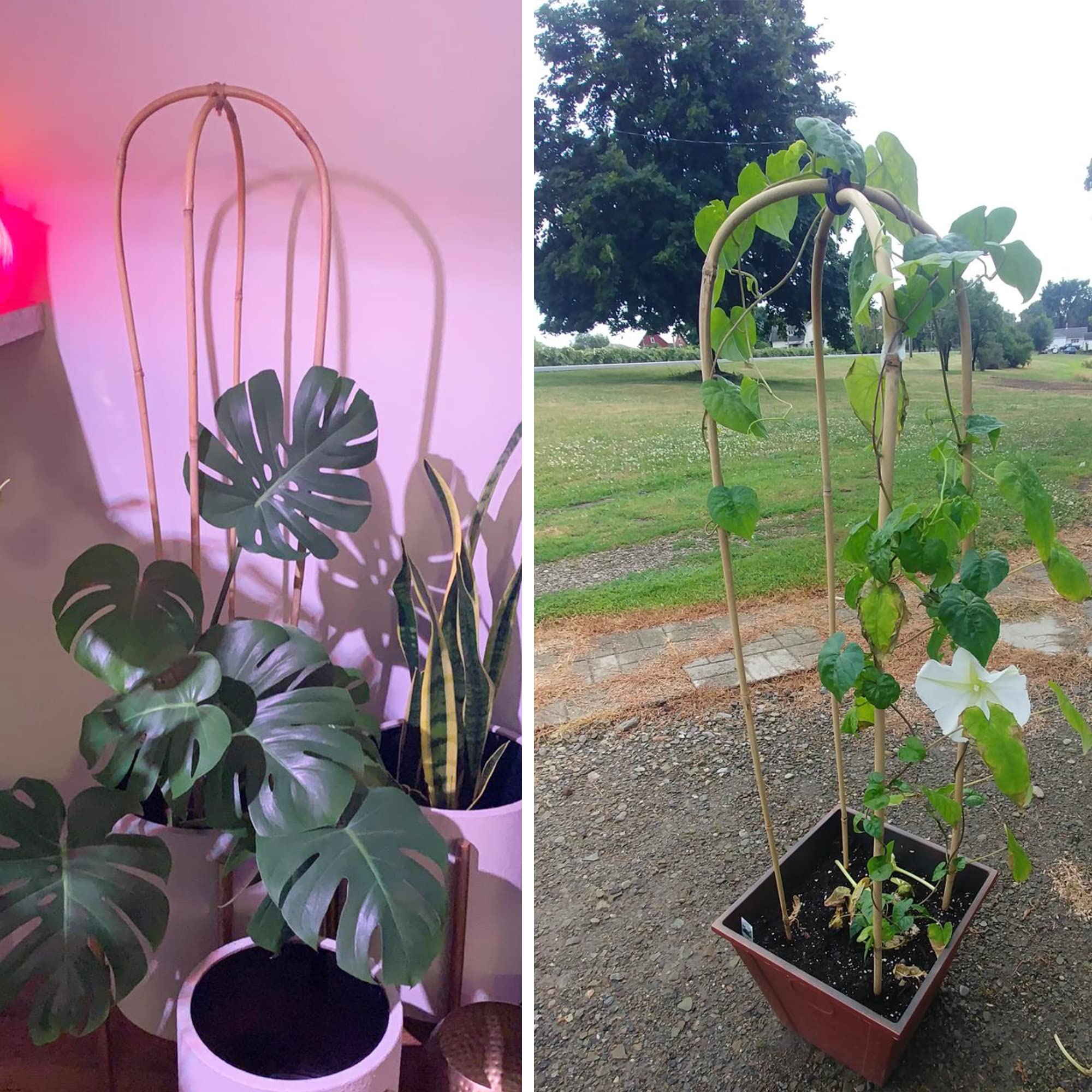 Avalution U-Hoops instalados en balcón mostrando estética y orden en plantas