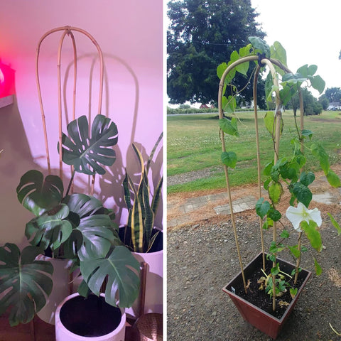 Avalution U-Hoops instalados en balcón mostrando estética y orden en plantas