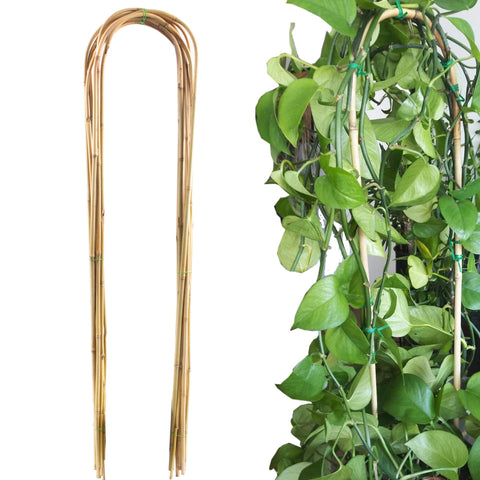 Avalution frente del paquete de 10 U-Hoops mostrando aspecto natural y cantidad
