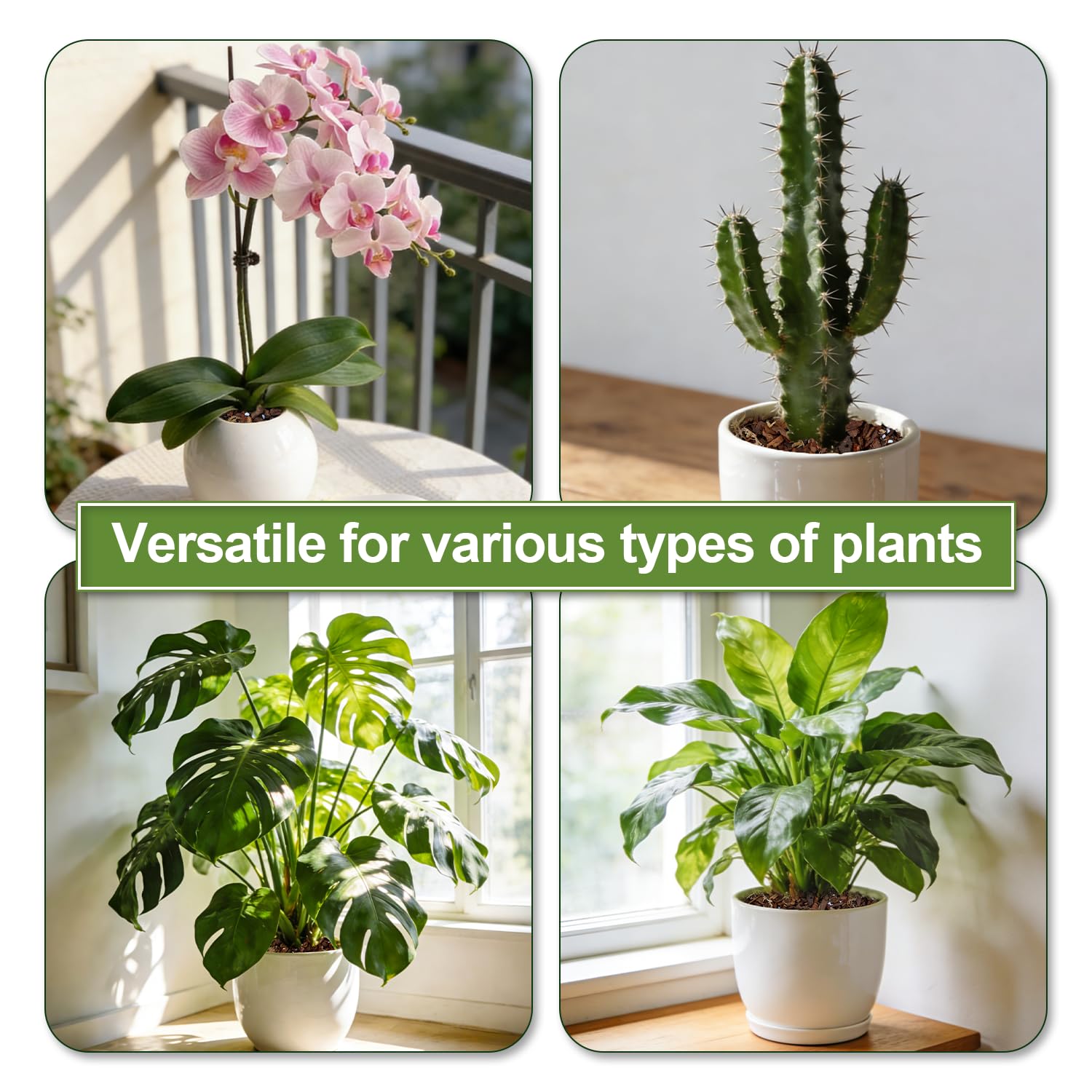 Avalution orquídeas y otras plantas lucen sanas con esta mezcla