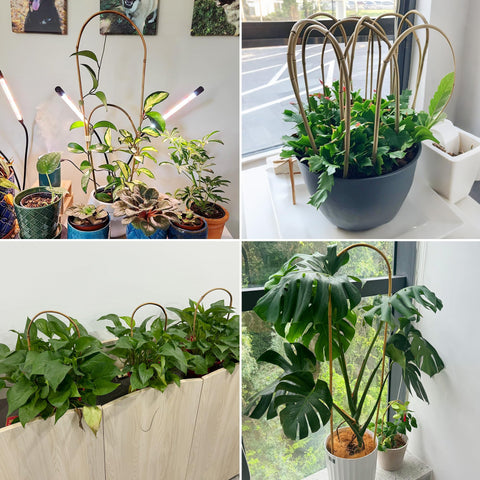 Avalution soporte en U sosteniendo tomates, mayor exposición al sol