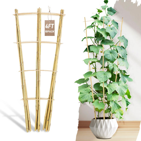 Avalution trellis frontal mostrando estructura escalera y soporte estético