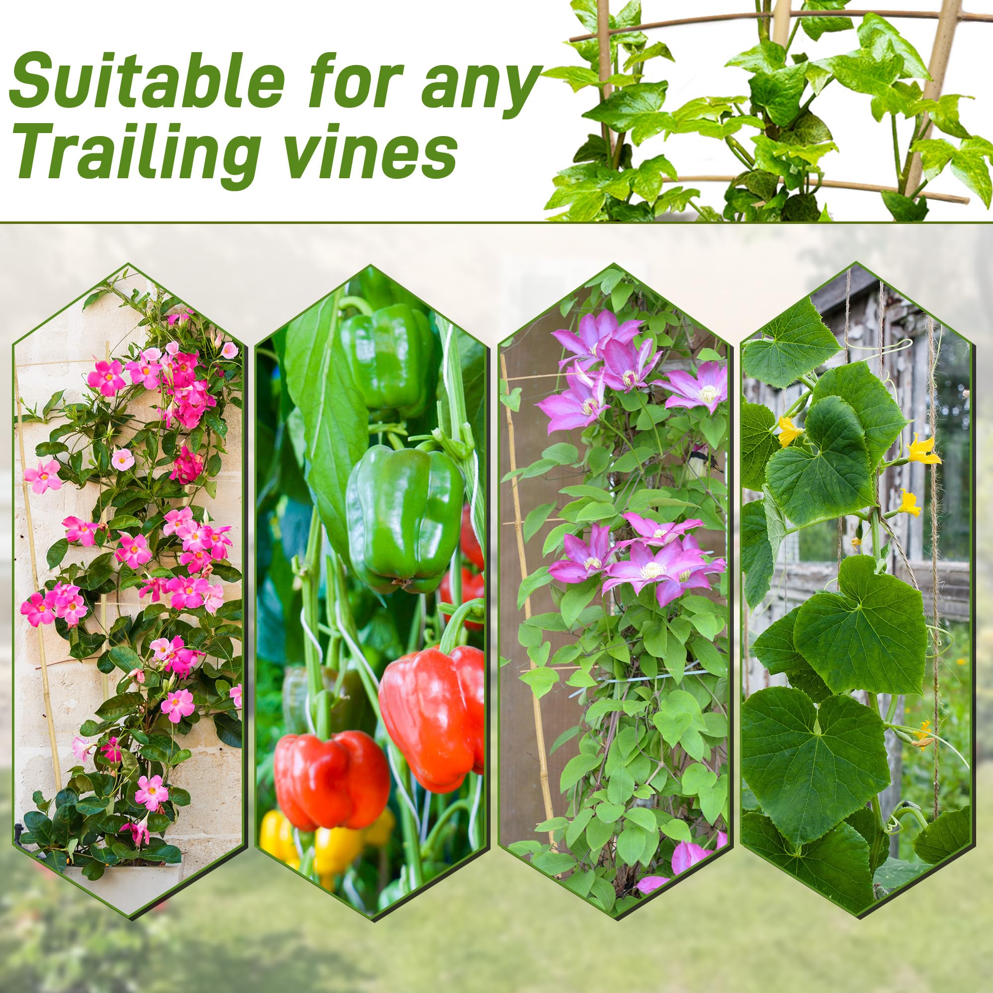 Avalution trellis con plantas enredadas, mejora apariencia y orden