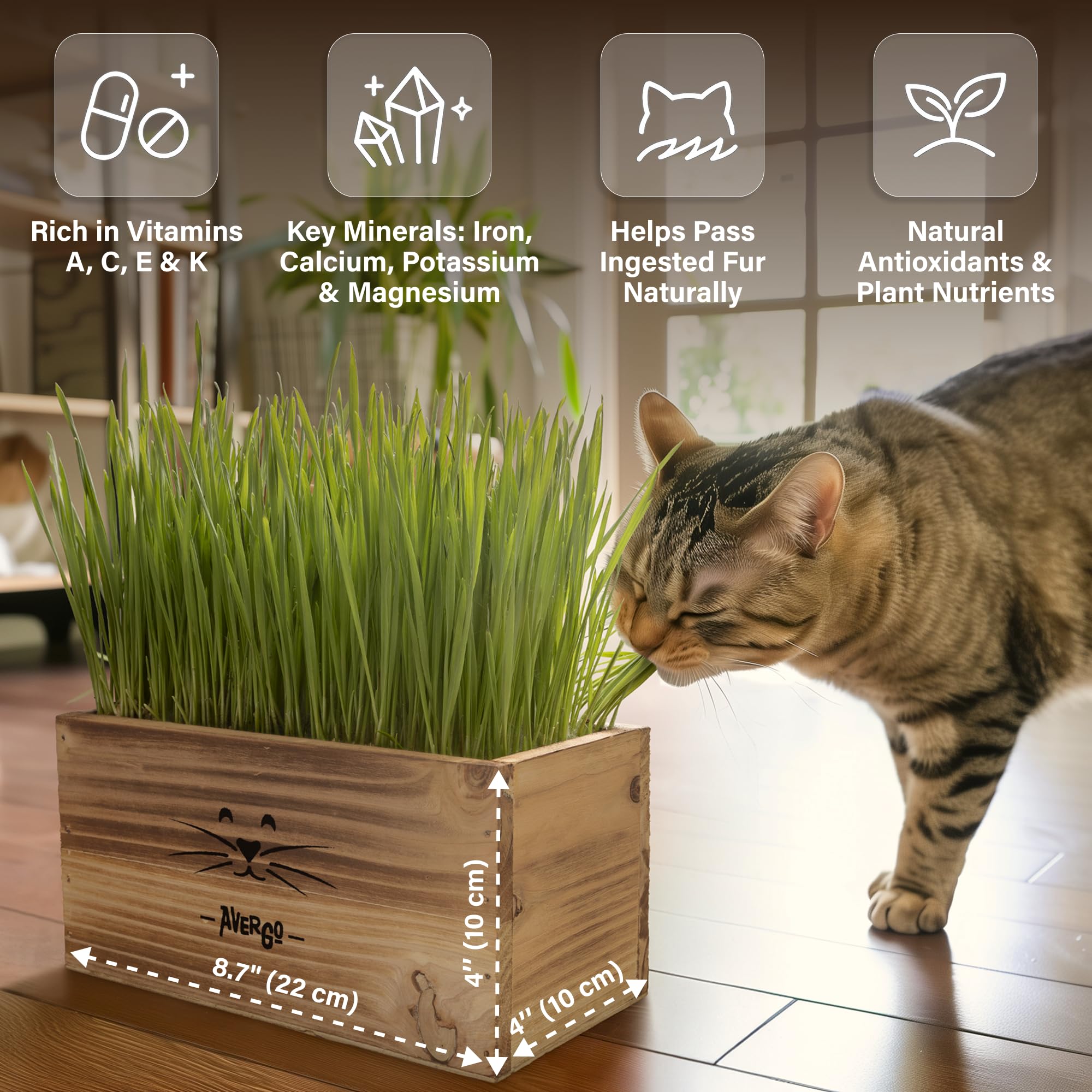 AVERGO gato mordisqueando hierba en maceta, estimula masticación saludable