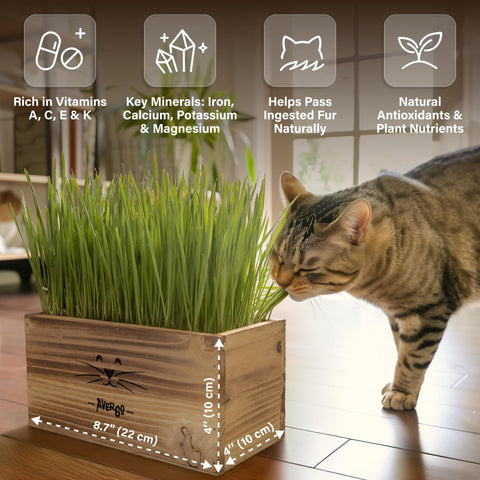 AVERGO gato mordisqueando hierba en maceta, estimula masticación saludable