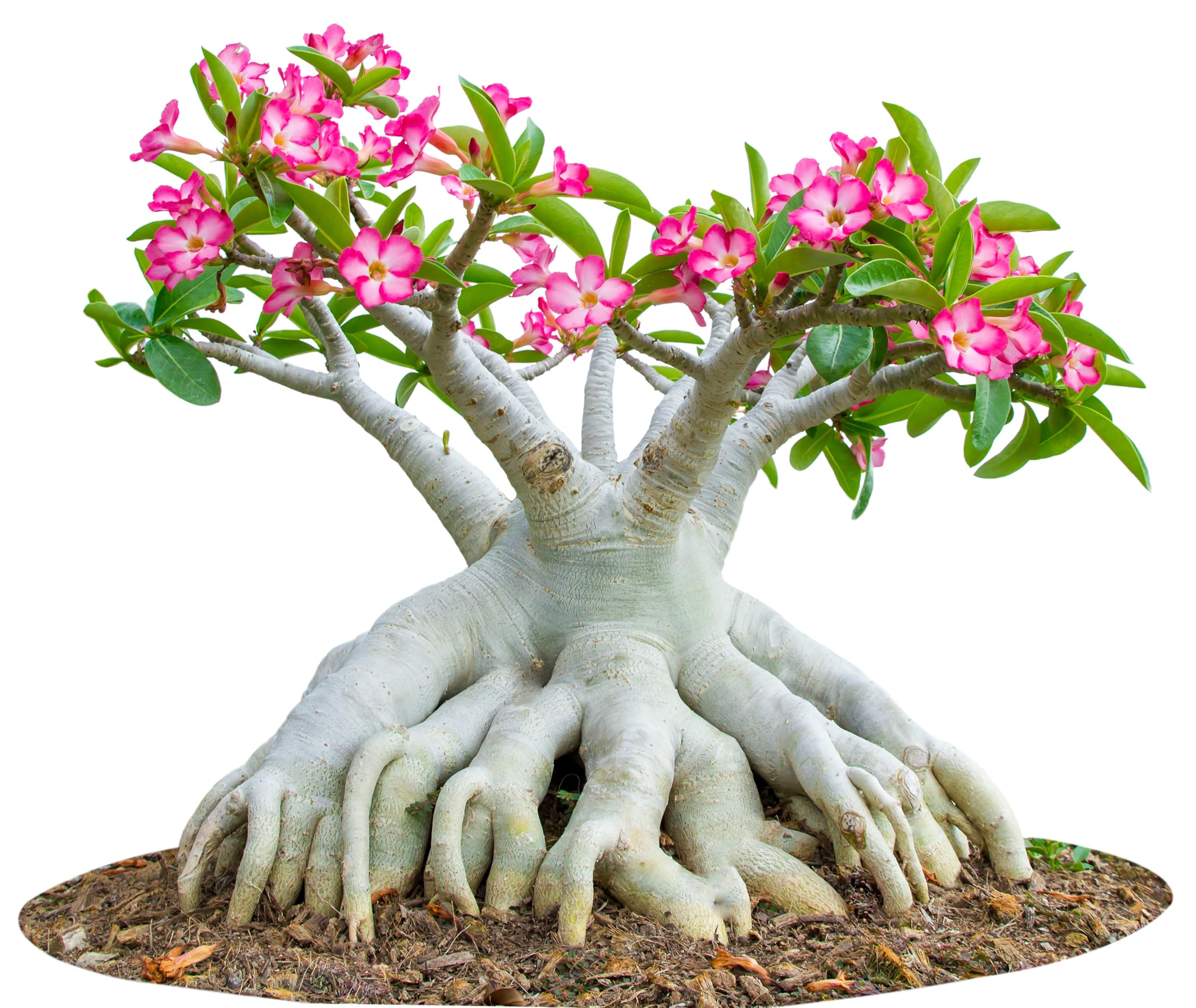 Awesome Industries flor rosa de Adenium en primer plano con color vibrante