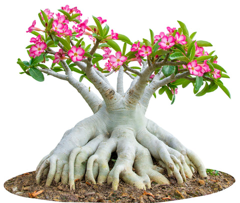 Awesome Industries flor rosa de Adenium en primer plano con color vibrante