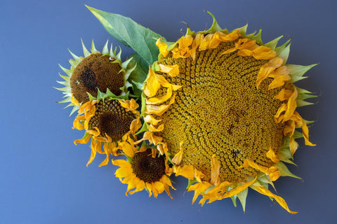 Axel's Garden Seeds girasoles en jardín realzando paisaje y polinizadores