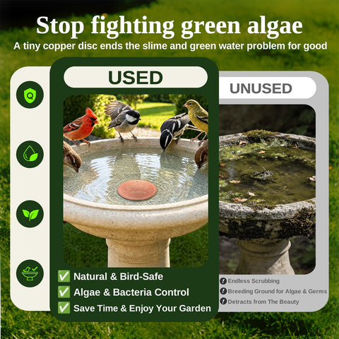 Azomabox disco colocado en pila de piedra con aves disfrutando agua más limpia