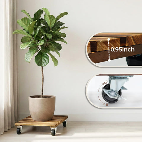 Bamworld caddy junto a regla para comparar tamaño y escala