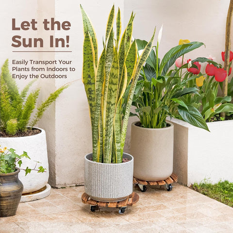Bamworld plant caddy limpieza bajo maceta mostrando espacio libre