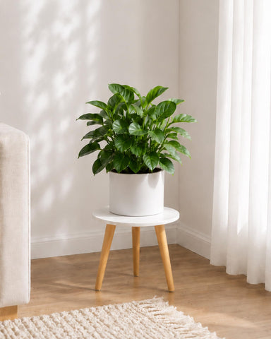 Bamworld soporte frontal mostrando diseño estable y acabado elegante