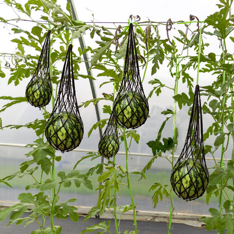 Belit bolsa sujeta una sandía en cultivo vertical previniendo caídas