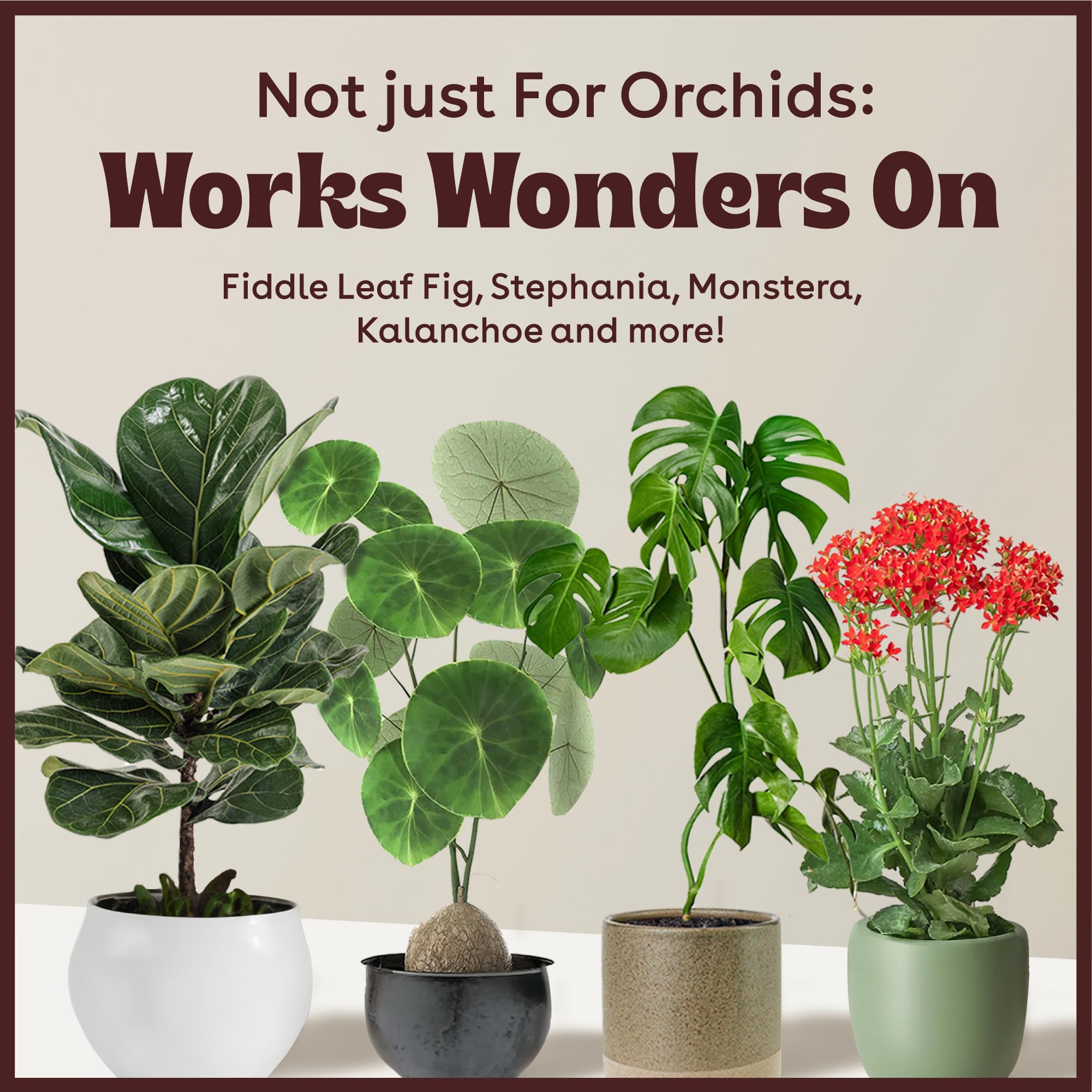 Berkland uso en monstera demostrando propagación de esqueje y clonación confiable