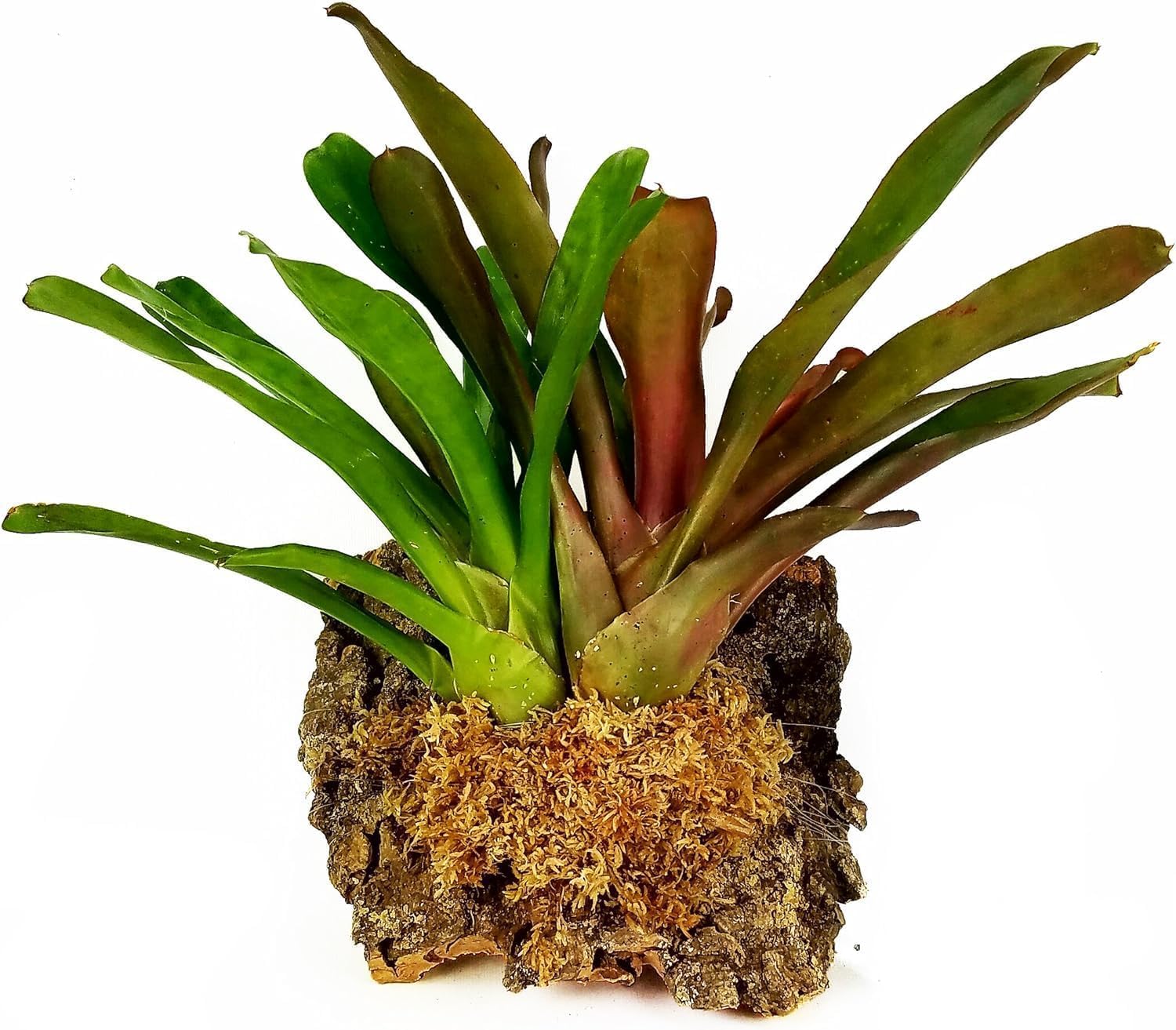 besgrow uso en maceta de orquídeas mejorando enraizamiento