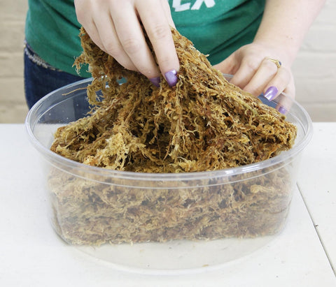 besgrow musgo hidratado en mano mostrando expansión y retención