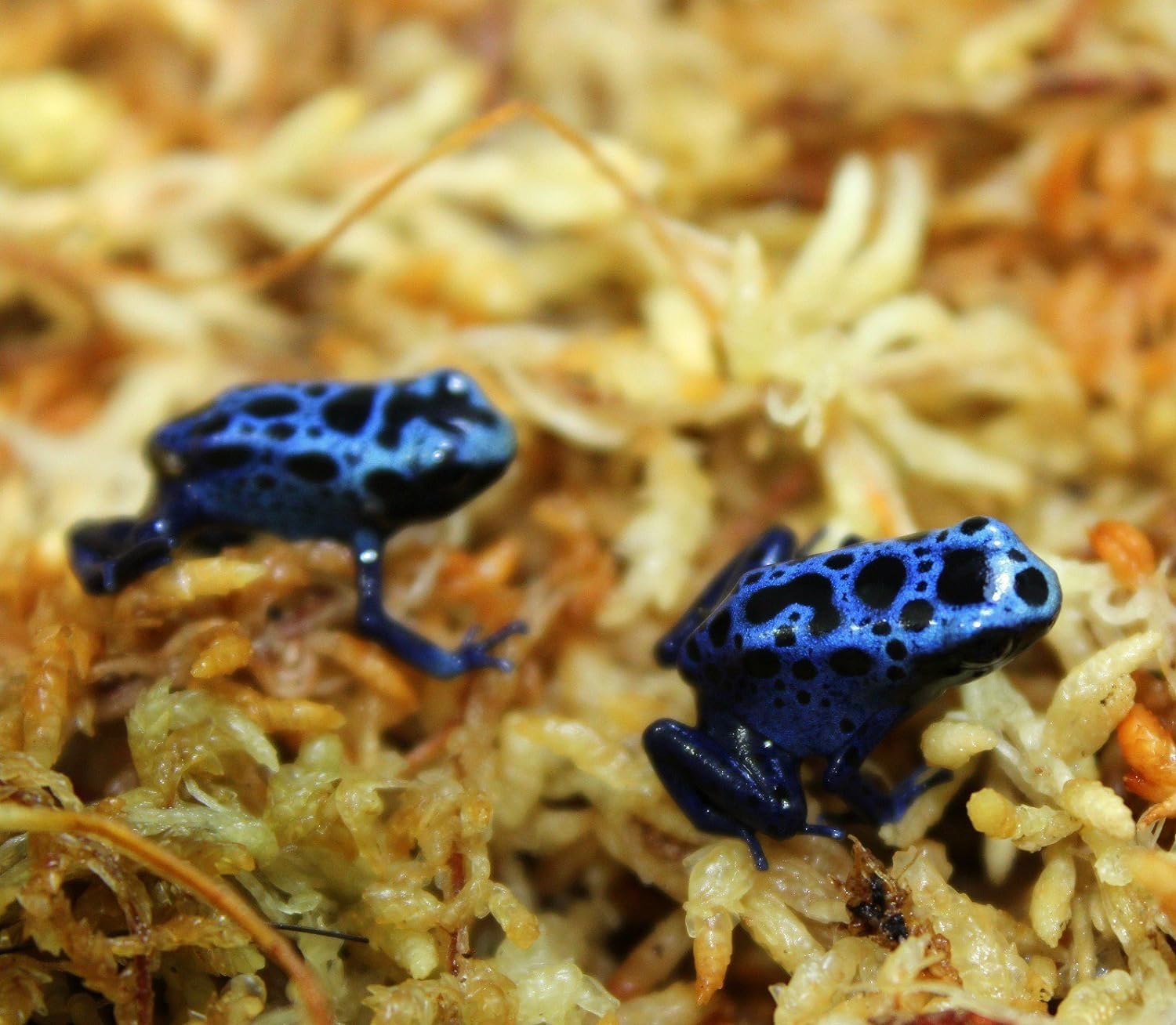 besgrow musgo colocado en terrario creando zona húmeda para reptiles