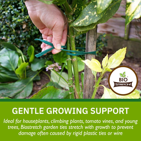 Biostretch atando una planta de tomate a tutor con soporte elástico seguro