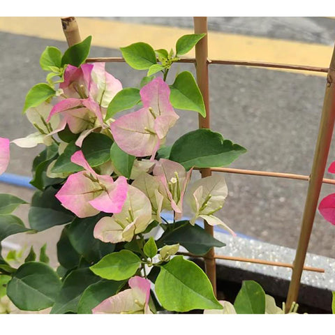 Biotolot enrejado en jardín urbano mejora crecimiento y aspecto