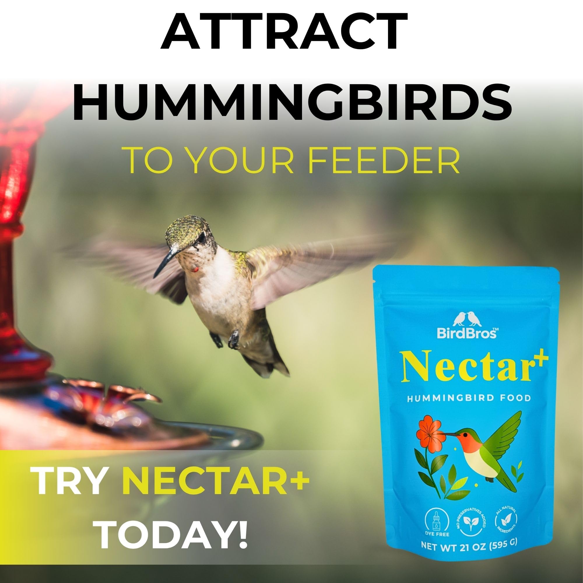 BIRDBROS colibrí posado en alimentador mostrando atractivo natural