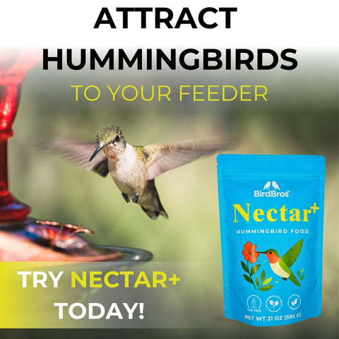 BIRDBROS colibrí posado en alimentador mostrando atractivo natural