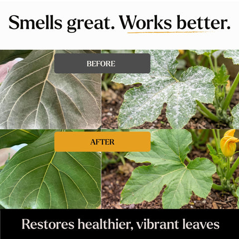 BLess Your Soil spray aplicado en plantas de interior mejora aspecto