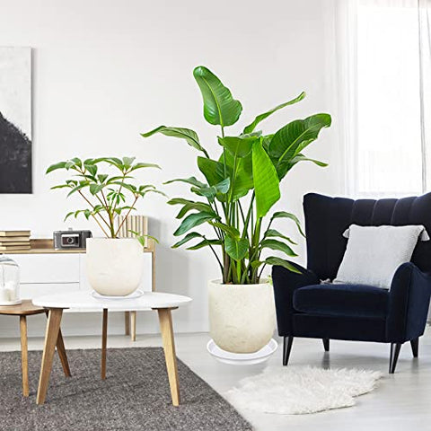 Bleuhome plato junto a una regla para comparar escala y confirmar ajuste