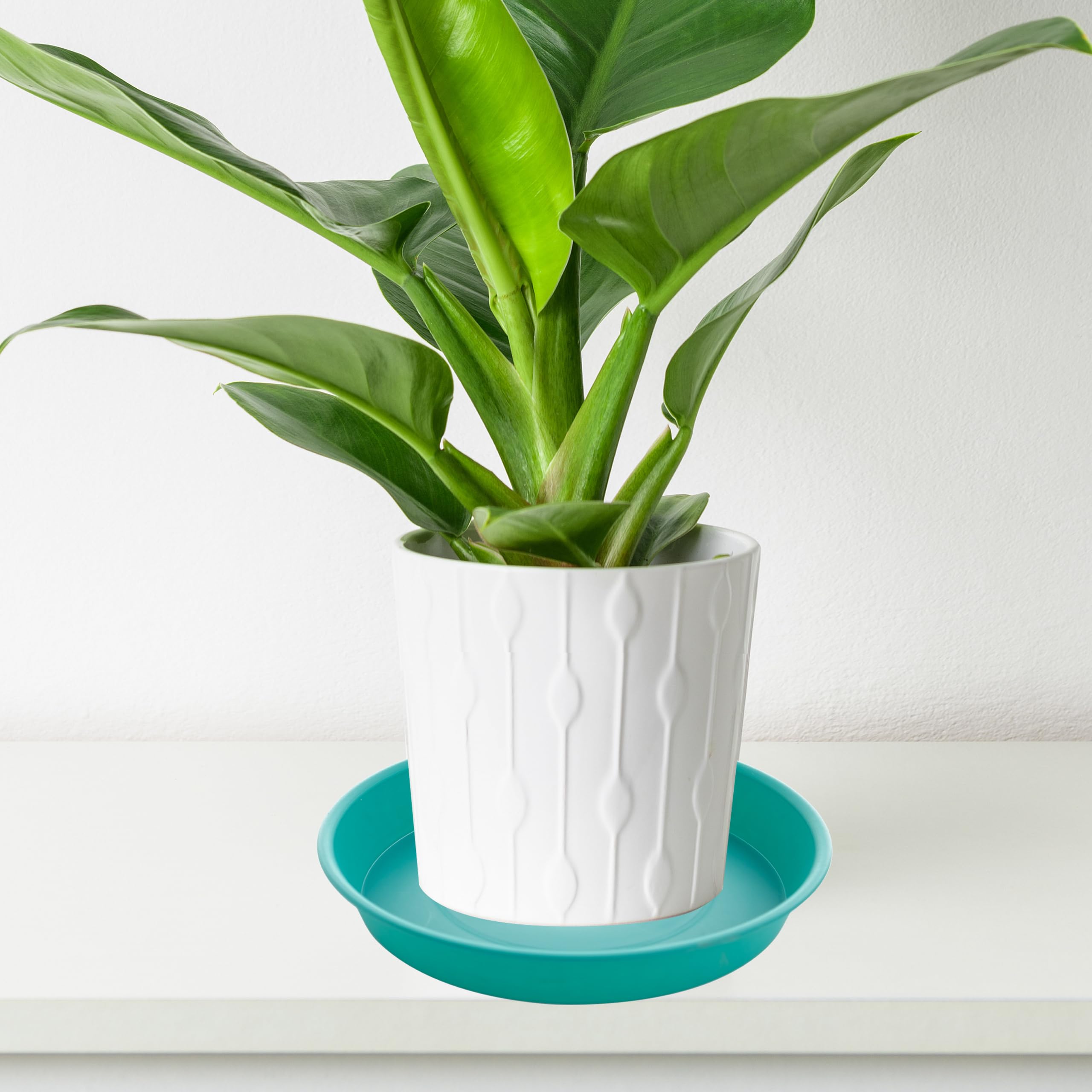 Bleuhome comparada con mano para escala, visualiza tamaño real