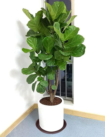 Bleuhome comparativa con maceta tamaño 7–8 pulgadas encaje seguro y estable