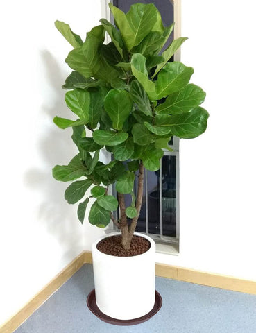 Bleuhome textura mate del plástico resistente para acabado moderno