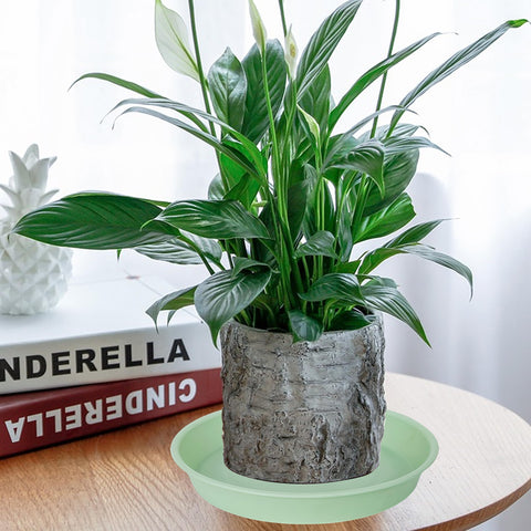 Bleuhome plato en uso con maceta protegiendo superficie