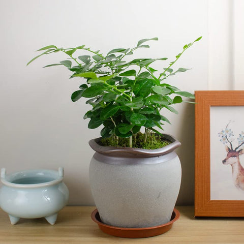 Bleuhome plato sosteniendo maceta, protege muebles y suelos