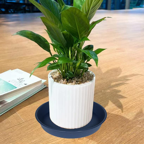 Bleuhome plato con maceta encima protegiendo el suelo y retiene agua
