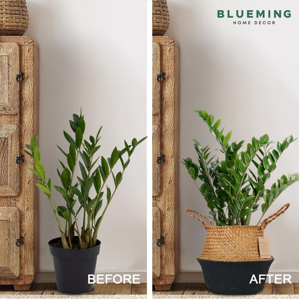 Blueming comparación de tamaño con maceta para elegir correcto