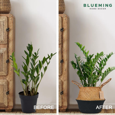 Blueming comparación de tamaño con maceta para elegir correcto