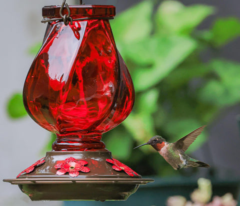 BOLITE colibrí alimentándose en uno de los puertos de alimentación