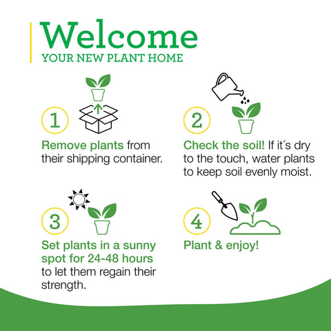 Bonnie Plants embalaje paquete de 4 listo para recibir y plantar