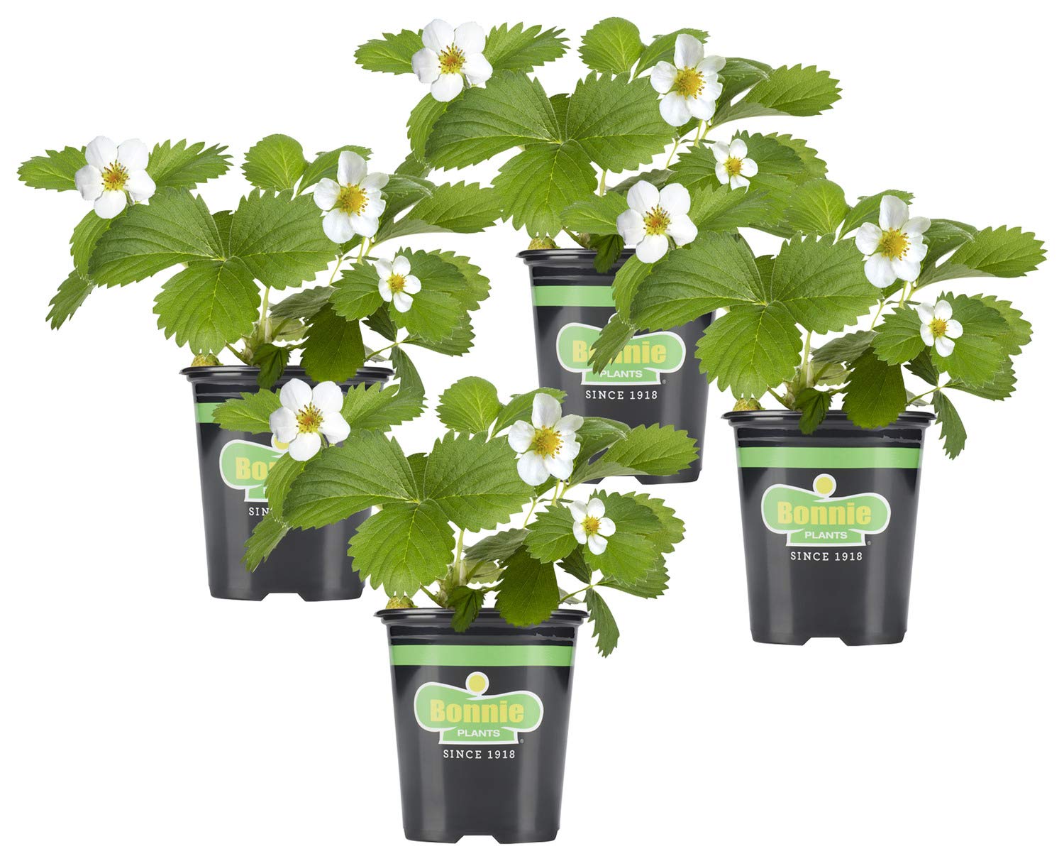 Bonnie Plants planta en maceta frente, visual clara y lista para plantar