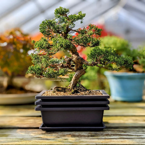 Bonsai Outlet bandeja de humedad mostrando retención de agua