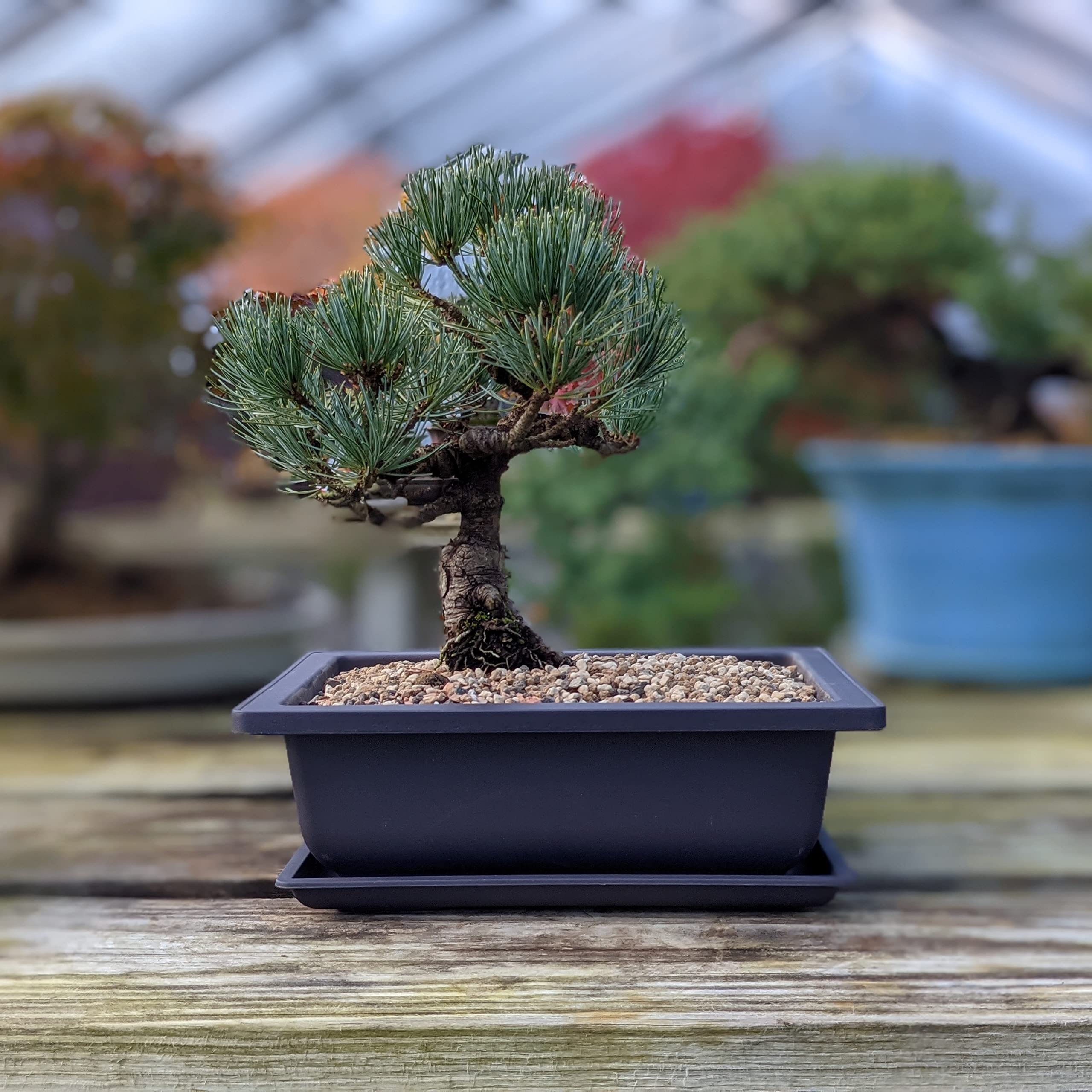 Bonsai Outlet comparación de tamaño con una mano, escala clara