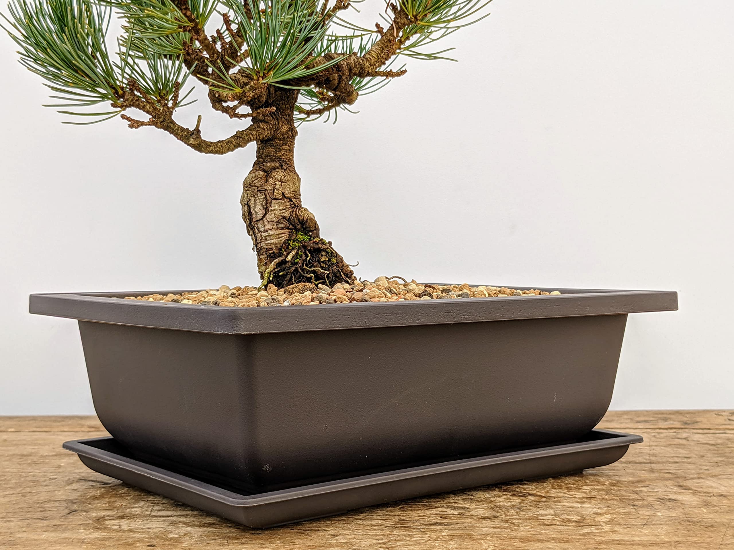Bonsai Outlet maceta con bonsái en entrenamiento, soporte estable