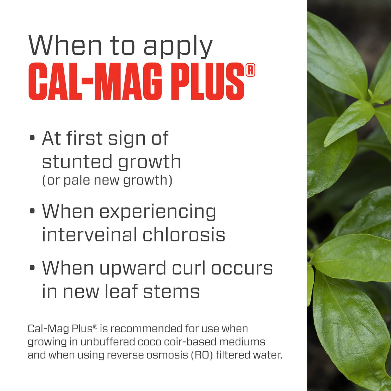Botanicare Cal‑Mag Plus aplicado en pulverización foliar para absorción rápida